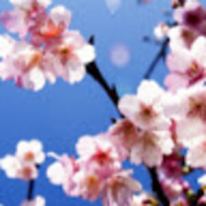 Meet your Posher, Simon